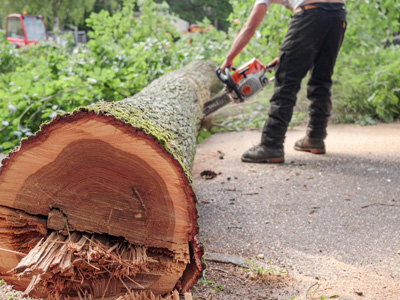 Abattage d’arbre 92 à Marnes-la-Coquette